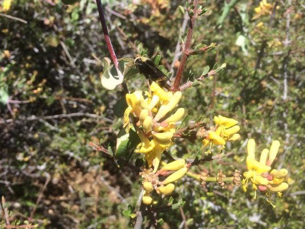 Lonicera interrupta-Chaparral honeysuckle - Image 4