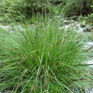 Carex nudata - Torrent sedge