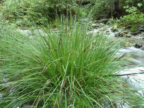 Carex nudata - Torrent sedge