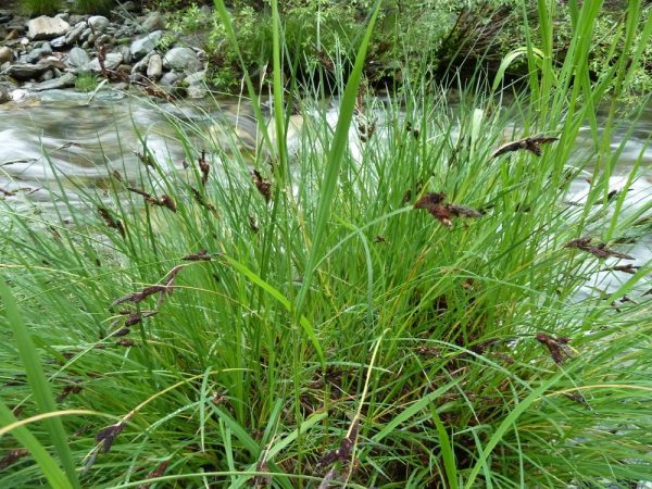 Carex nudata - Torrent sedge - Image 4