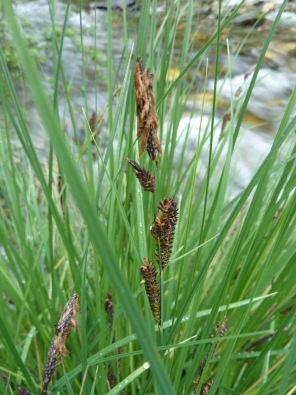 Carex nudata - Torrent sedge - Image 3