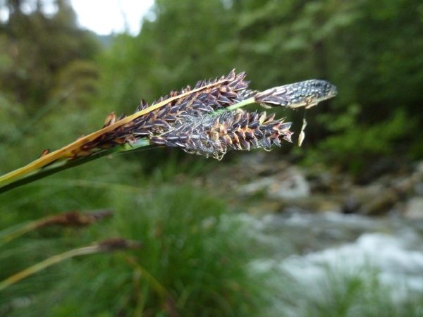 Carex nudata - Torrent sedge - Image 2