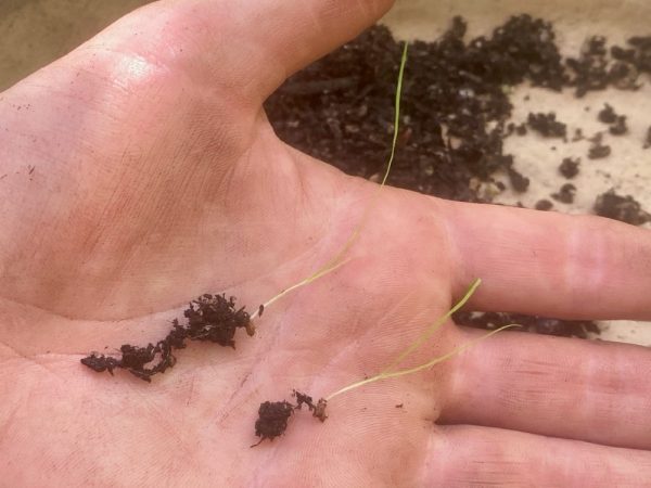Carex nudata - Torrent sedge - Image 7