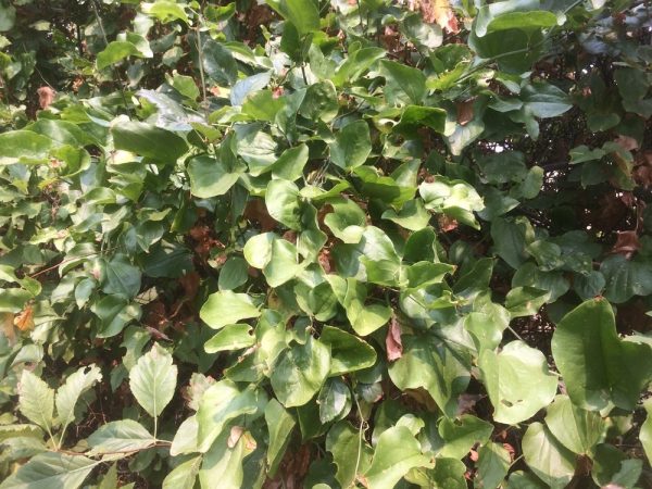 Smilax californica - California greenbrier