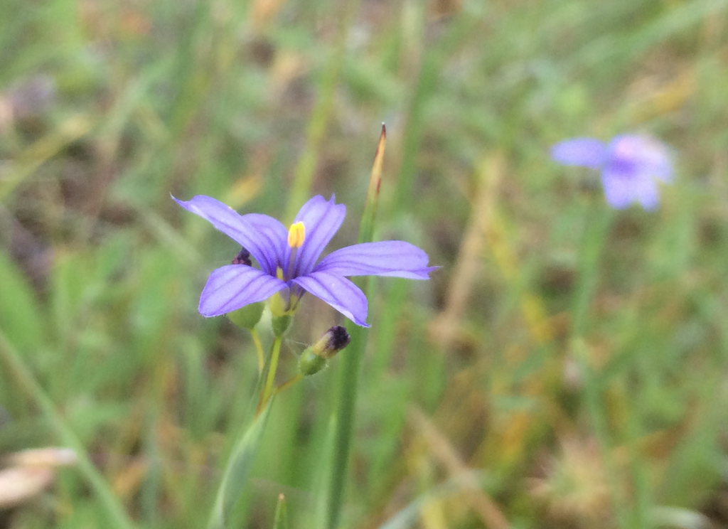 Sisyrinchium bellum - Western blue-eyed grass