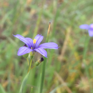 Sisyrinchium bellum - Western blue-eyed grass
