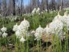 xerophyllum tenax - beargrass